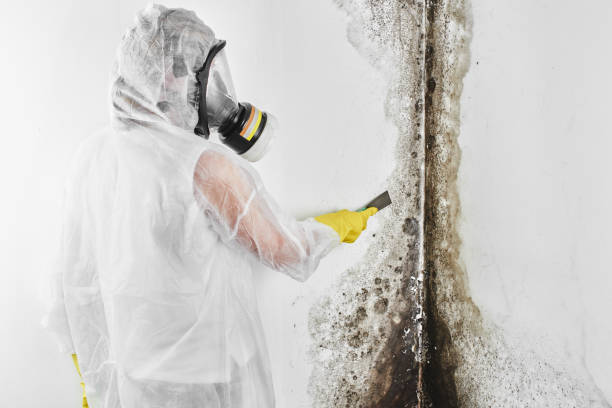 Best Crawl Space Mold Removal  in Melody Hill, IN