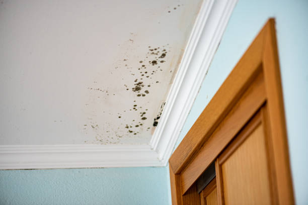Best Mold Removal Company Near Me  in Melody Hill, IN