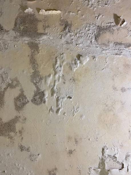 Attic Mold Removal in Melody Hill, IN