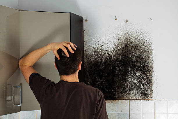 Best Toxic Mold Removal  in Melody Hill, IN
