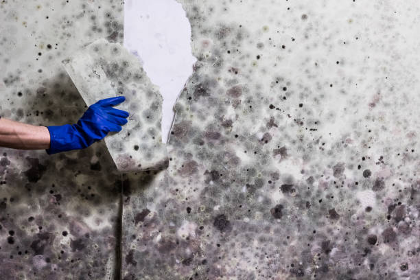 Best Mold Cleaning Services  in Melody Hill, IN