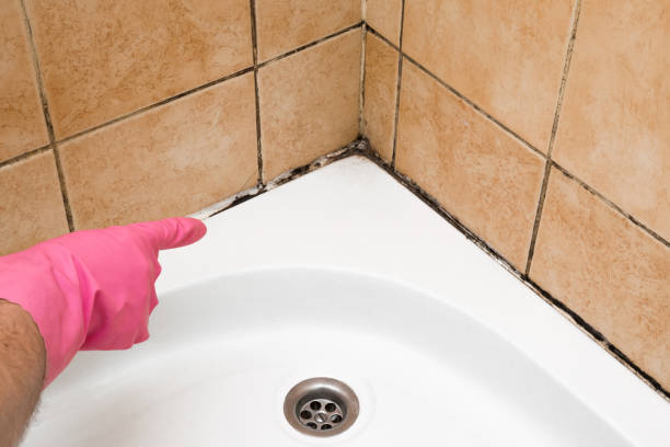 Best Attic Mold Removal  in Melody Hill, IN